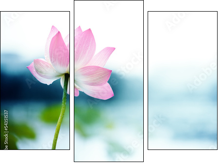 blooming lotus flower - Three-piece canvas print, Triptych