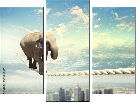 Elephant walking on rope - Three-piece canvas print, Triptych