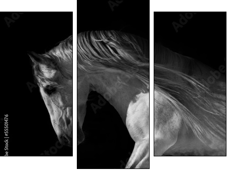 horse portrait on a dark background - Three-piece canvas print, Triptych