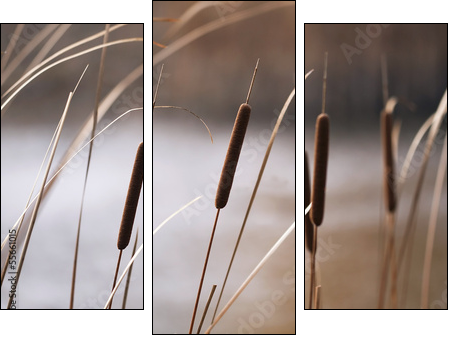 Reeds in Autumn - Three-piece canvas print, Triptych