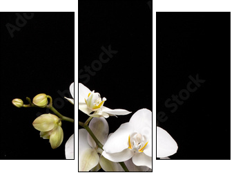 White orchid isolated on black - Three-piece canvas print, Triptych