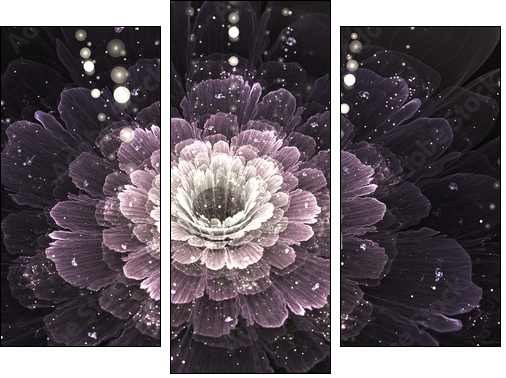 violet fractal flower with droplets of water - Three-piece canvas print, Triptych