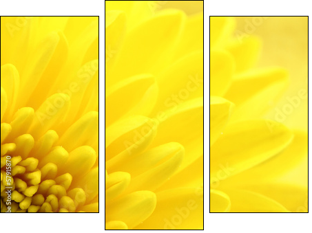 Yellow chrysanthemum petals macro shot - Three-piece canvas print, Triptych