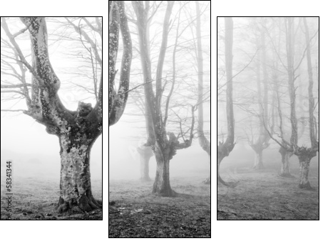 creepy forest with scary trees - Three-piece canvas print, Triptych