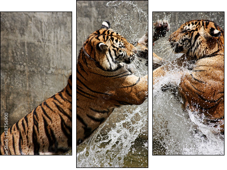 Tiger Battle - Three-piece canvas print, Triptych