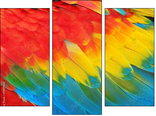 Parrot feathers, red and blue exotic texture - Three-piece canvas print, Triptych