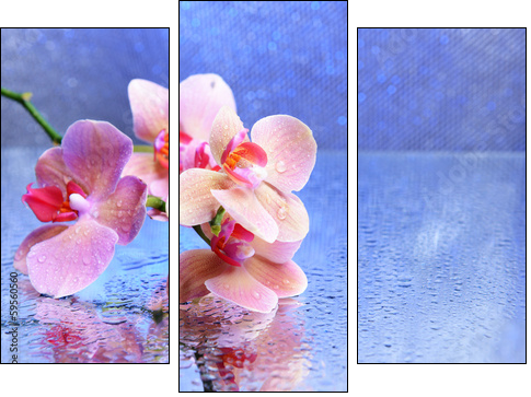 Beautiful blooming orchid with water drops - Three-piece canvas print, Triptych