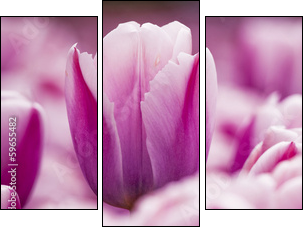 Pink tulips - Three-piece canvas print, Triptych