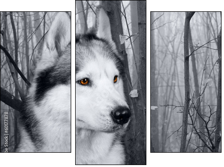 wolf in the woods - Three-piece canvas print, Triptych