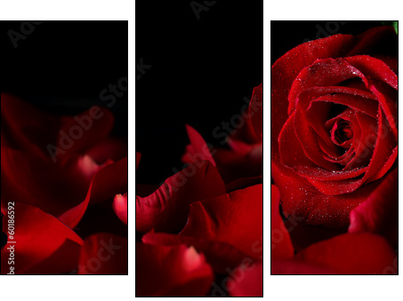 Red rose - Three-piece canvas print, Triptych