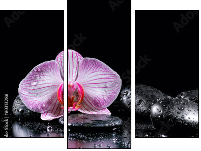 Orchid flower with zen stones on black background - Three-piece canvas print, Triptych