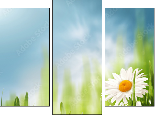 Daisy flowers on the meadow, seasonal backgrounds for your desi - Three-piece canvas print, Triptych
