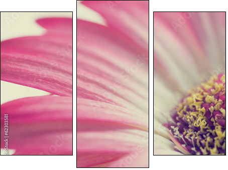 Macro of a pink summer daisy - Three-piece canvas print, Triptych