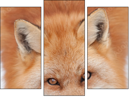 Young Red Fox Looking up at the Camera - Three-piece canvas print, Triptych