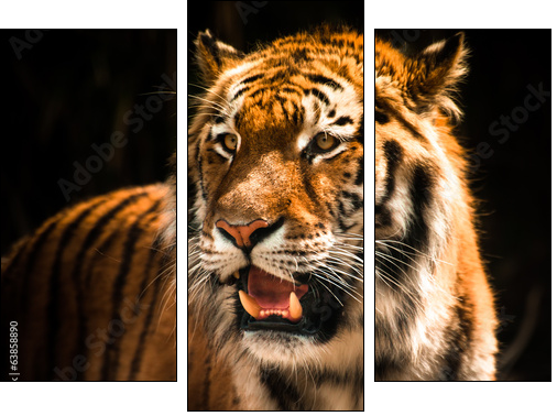 Beautiful tiger against dark background - Three-piece canvas print, Triptych