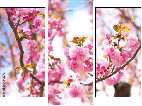 Sakura. Cherry Blossom in Springtime, Beautiful Pink Flowers - Three-piece canvas print, Triptych