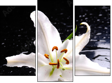 Macro of white lily with therapy stones - Three-piece canvas print, Triptych