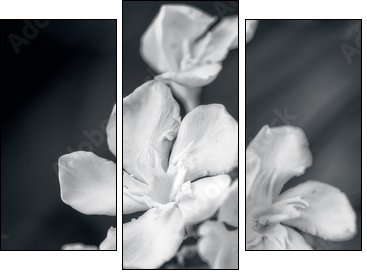 white oleander - Three-piece canvas print, Triptych