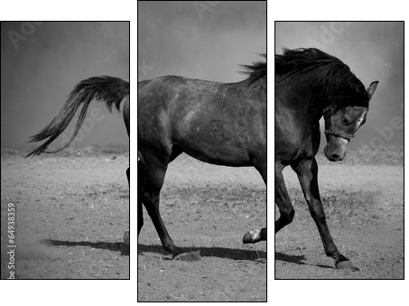 Galloping black horse - Three-piece canvas print, Triptych
