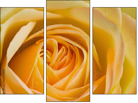 Close up image of orange and yellow rose - Three-piece canvas print, Triptych