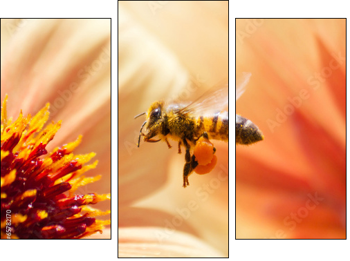Honeybee - Three-piece canvas print, Triptych