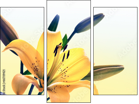Yellow lily - Three-piece canvas print, Triptych