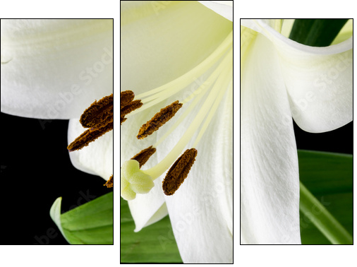 Close up of a beautiful white lily - Three-piece canvas print, Triptych