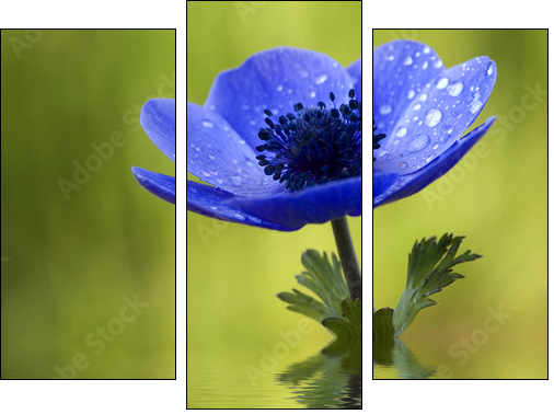 Blue Anemone Flower with Waterdrops - Three-piece canvas print, Triptych