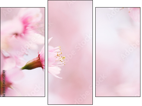 sakura cherry blossom flowers - Three-piece canvas print, Triptych