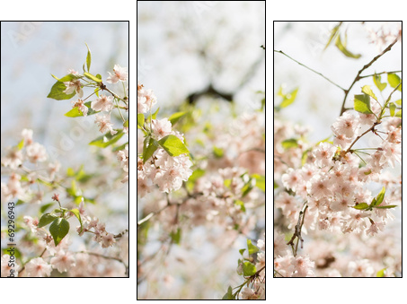 Close-up of sakura flower petals. - Three-piece canvas print, Triptych
