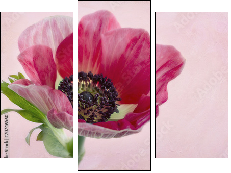 Closeup of anemone flower2 - Three-piece canvas print, Triptych