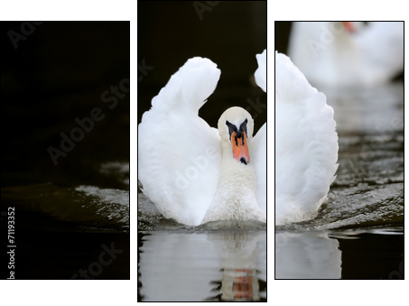 Swan in the lake - Three-piece canvas print, Triptych