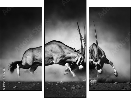 Gemsbok fight - Three-piece canvas print, Triptych