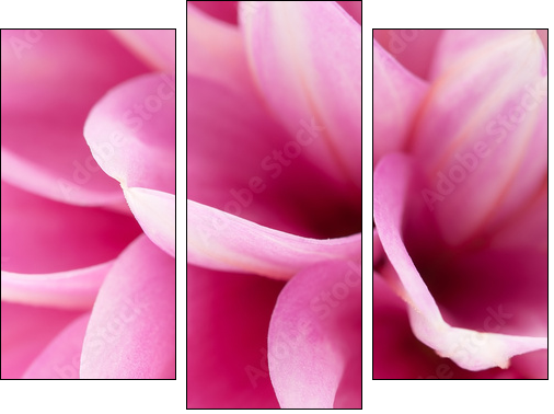 Pink dahlia close-up - Three-piece canvas print, Triptych