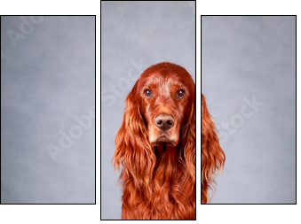 Red irish setter dog - Three-piece canvas print, Triptych