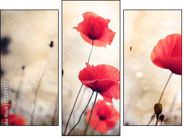 Poppy flower - Three-piece canvas print, Triptych