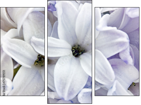 Hyacinth closeup - Three-piece canvas print, Triptych