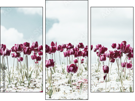 Retro Photo Of Tulip Garden In Spring - Three-piece canvas print, Triptych