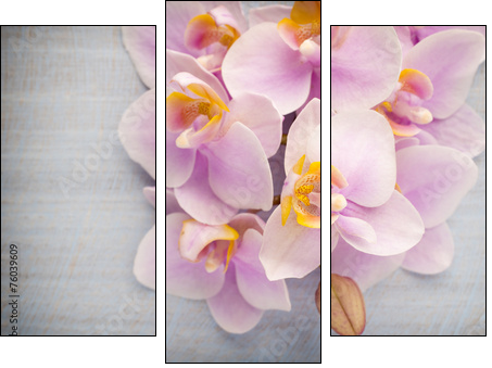 Orchid. - Three-piece canvas print, Triptych