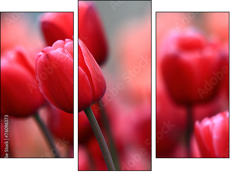 Pink tulips - Three-piece canvas print, Triptych