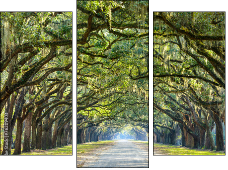 Country Road Lined with Oaks in Savannah, Georgia - Three-piece canvas print, Triptych