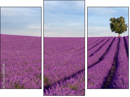 Rich lavender field in Provence with a lone tree - Three-piece canvas print, Triptych