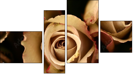 roses flower closeup - Four-piece canvas print, Fortyk