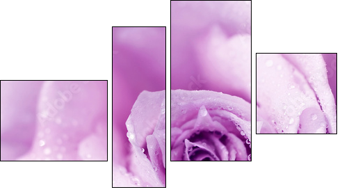 Purple wet rose background - Four-piece canvas print, Fortyk