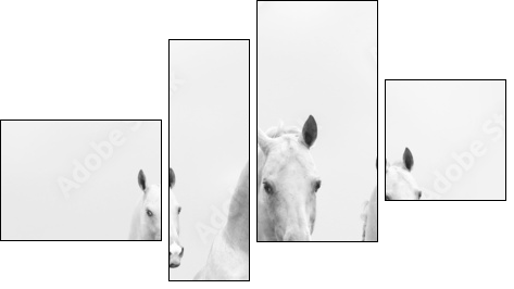 white horses in dust - Four-piece canvas print, Fortyk