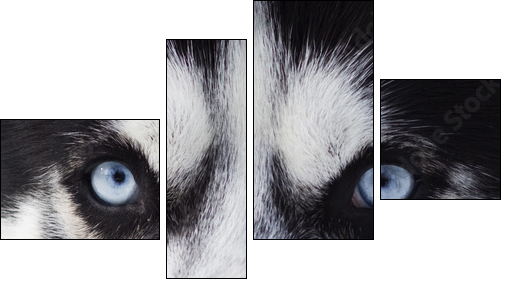 Close up on blue eyes of husky - Four-piece canvas print, Fortyk