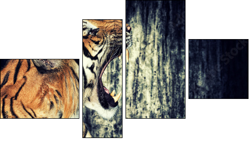 Tiger against grunge wall - Four-piece canvas print, Fortyk