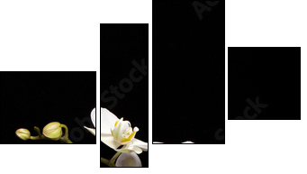 White orchid isolated on black - Four-piece canvas print, Fortyk