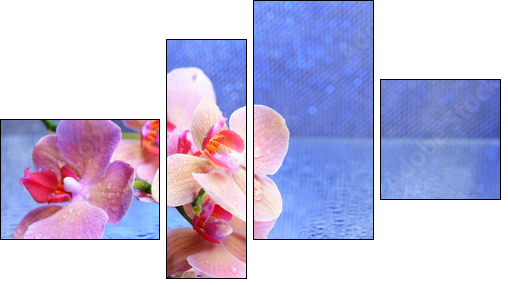 Beautiful blooming orchid with water drops - Four-piece canvas print, Fortyk