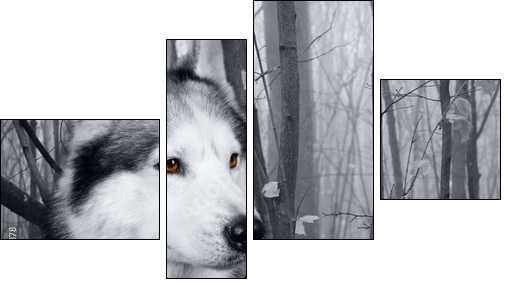 wolf in the woods - Four-piece canvas print, Fortyk